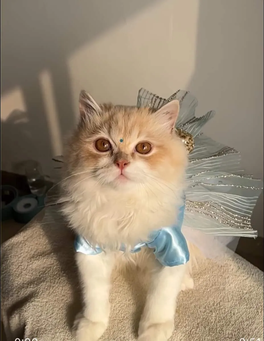 Sky Blue Glittery Dress with golden bow