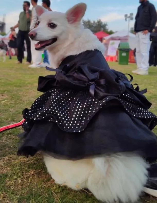 Black Royal Majestic Queen dress