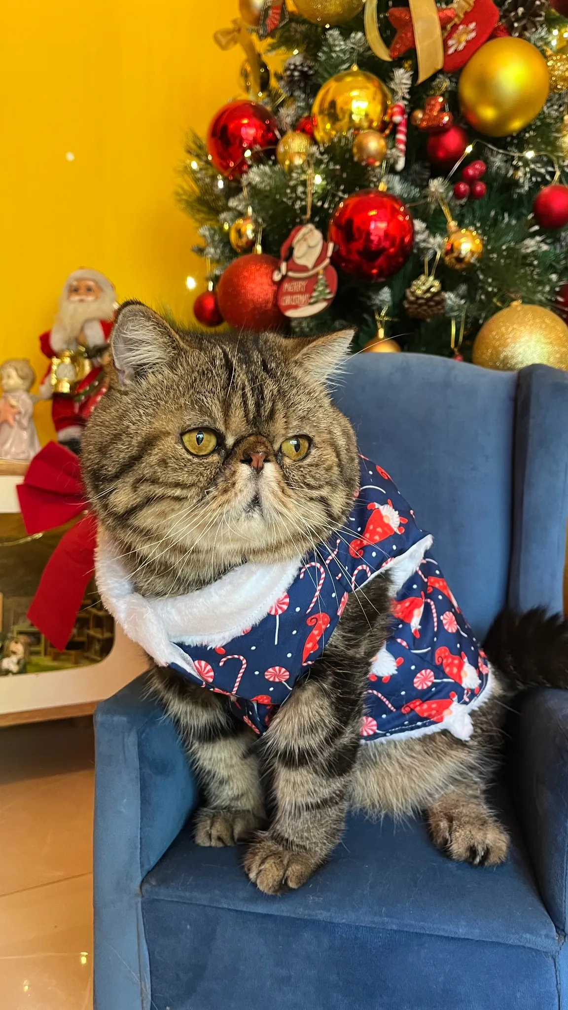 Christmas Gnomes and Candy Jacket