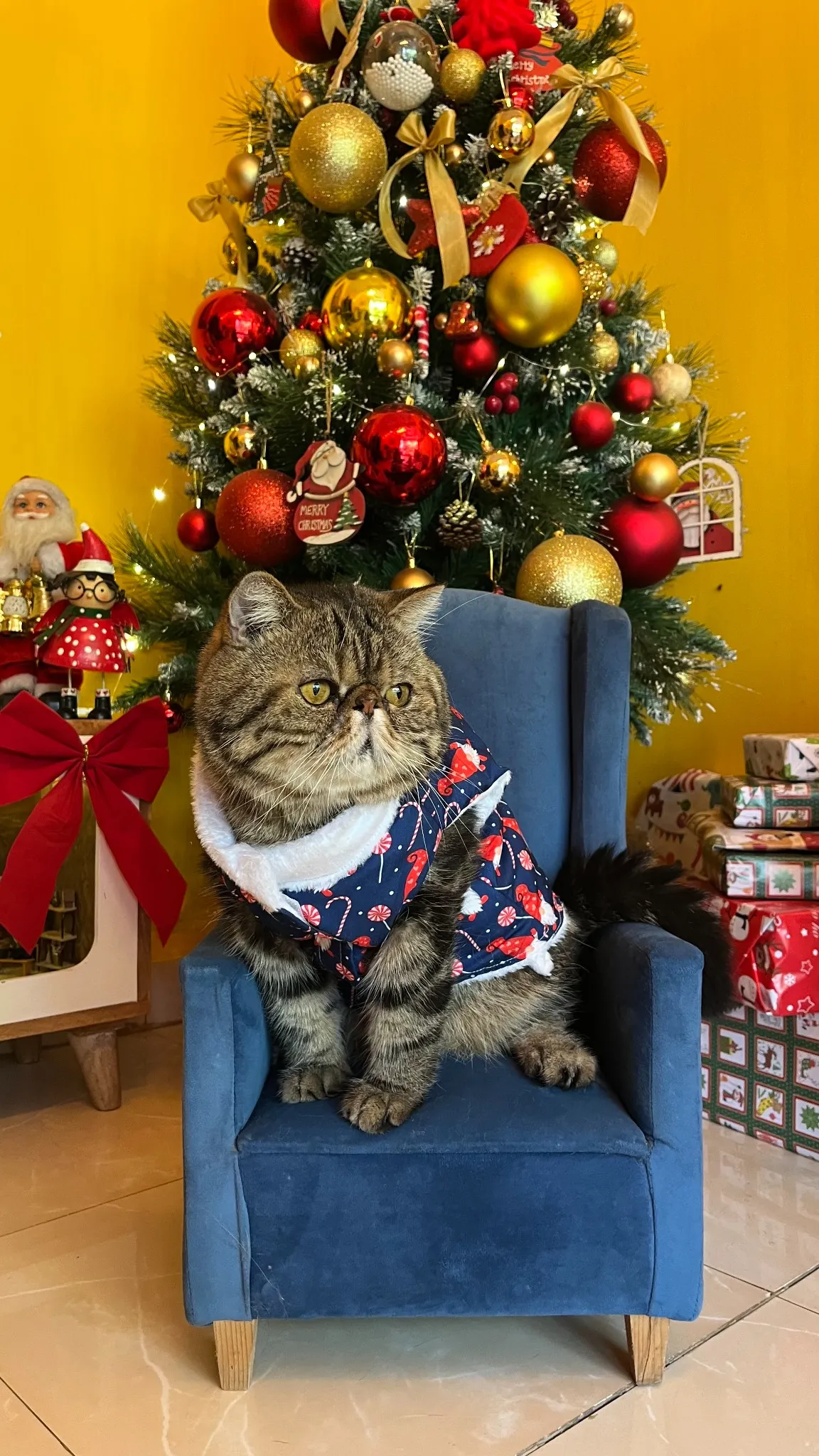 Christmas Gnomes and Candy Jacket