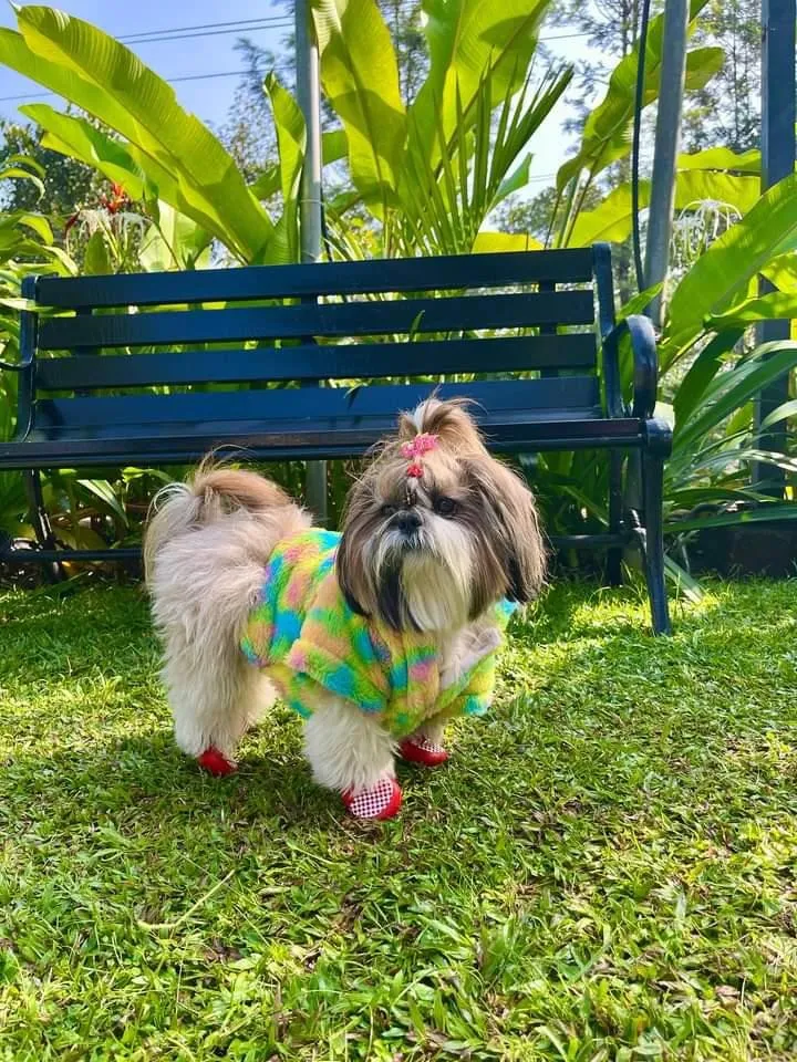 Rainbow colors Fur jacket for Winters