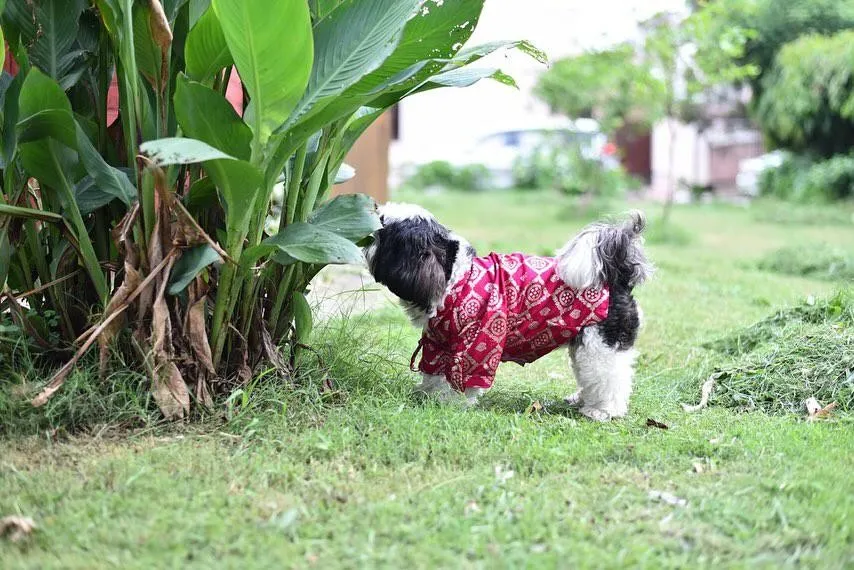 Frusia Pink Brocade Traditional Kurta