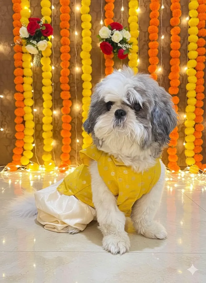 Yellow brocade Nawabi Sherwani