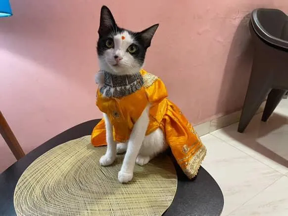 Yellow gotta and mirror work traditional Dress