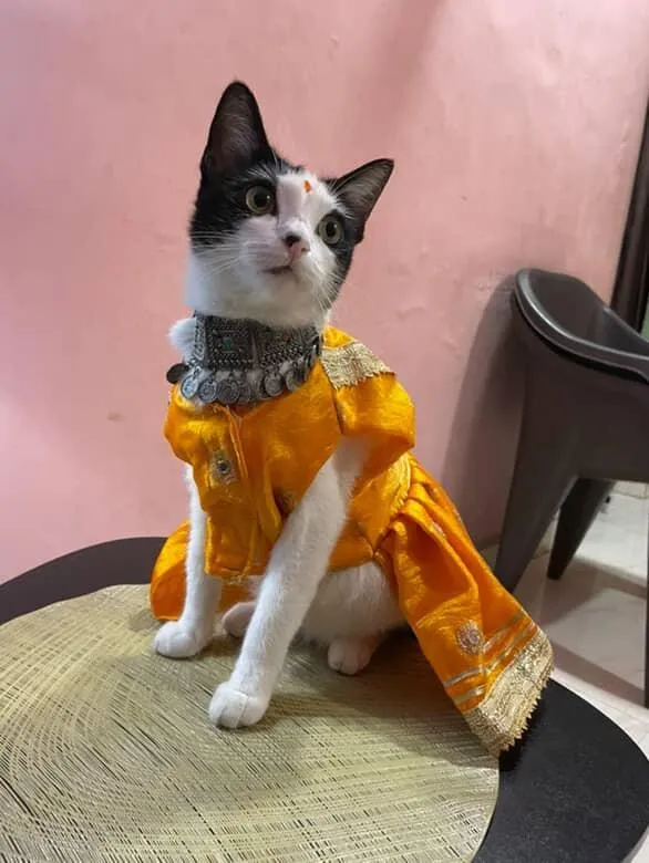 Yellow gotta and mirror work traditional Dress