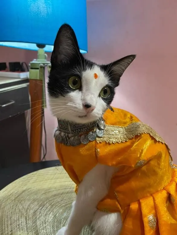 Yellow gotta and mirror work traditional Dress