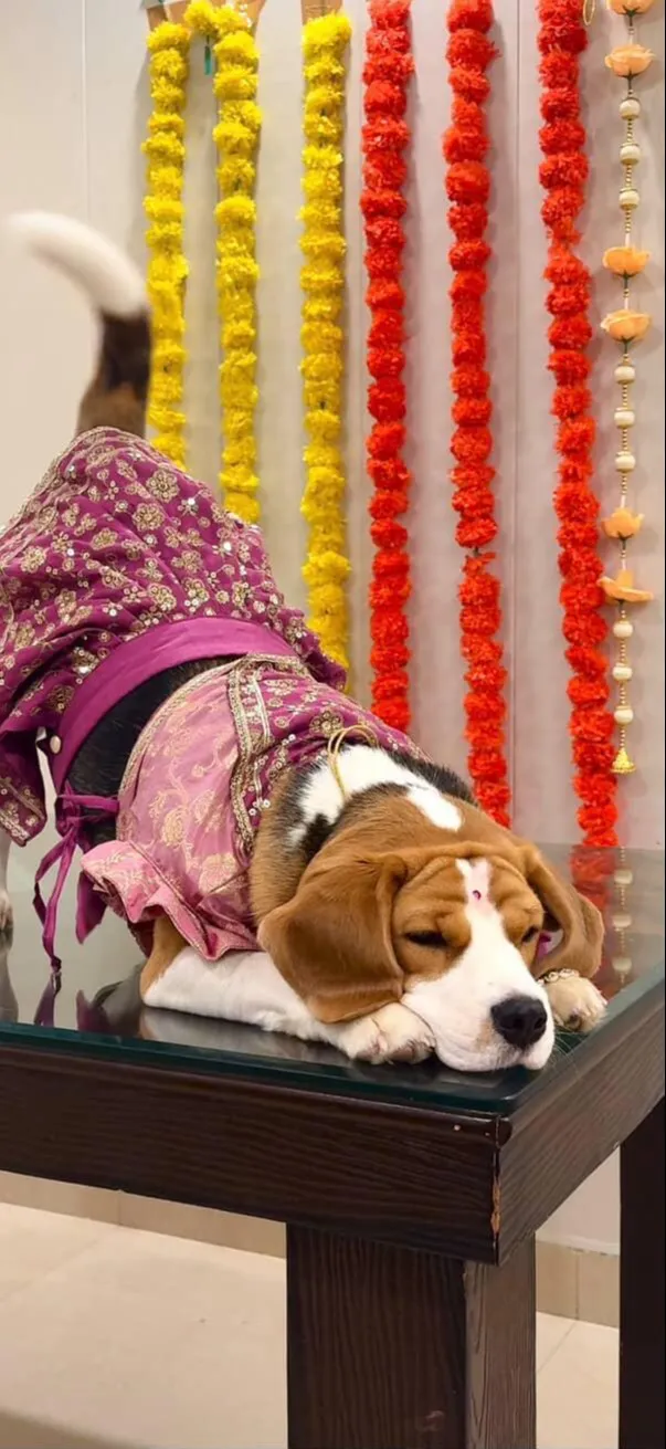 Jamuni Zari work brocade Lehenga choli