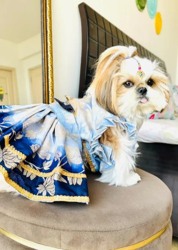 Navy Blue Rose Design two shaded Lehenga Choli