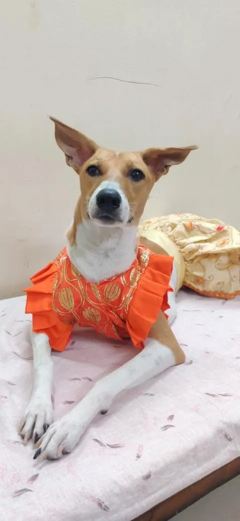 Kesari Lehenga Choli
