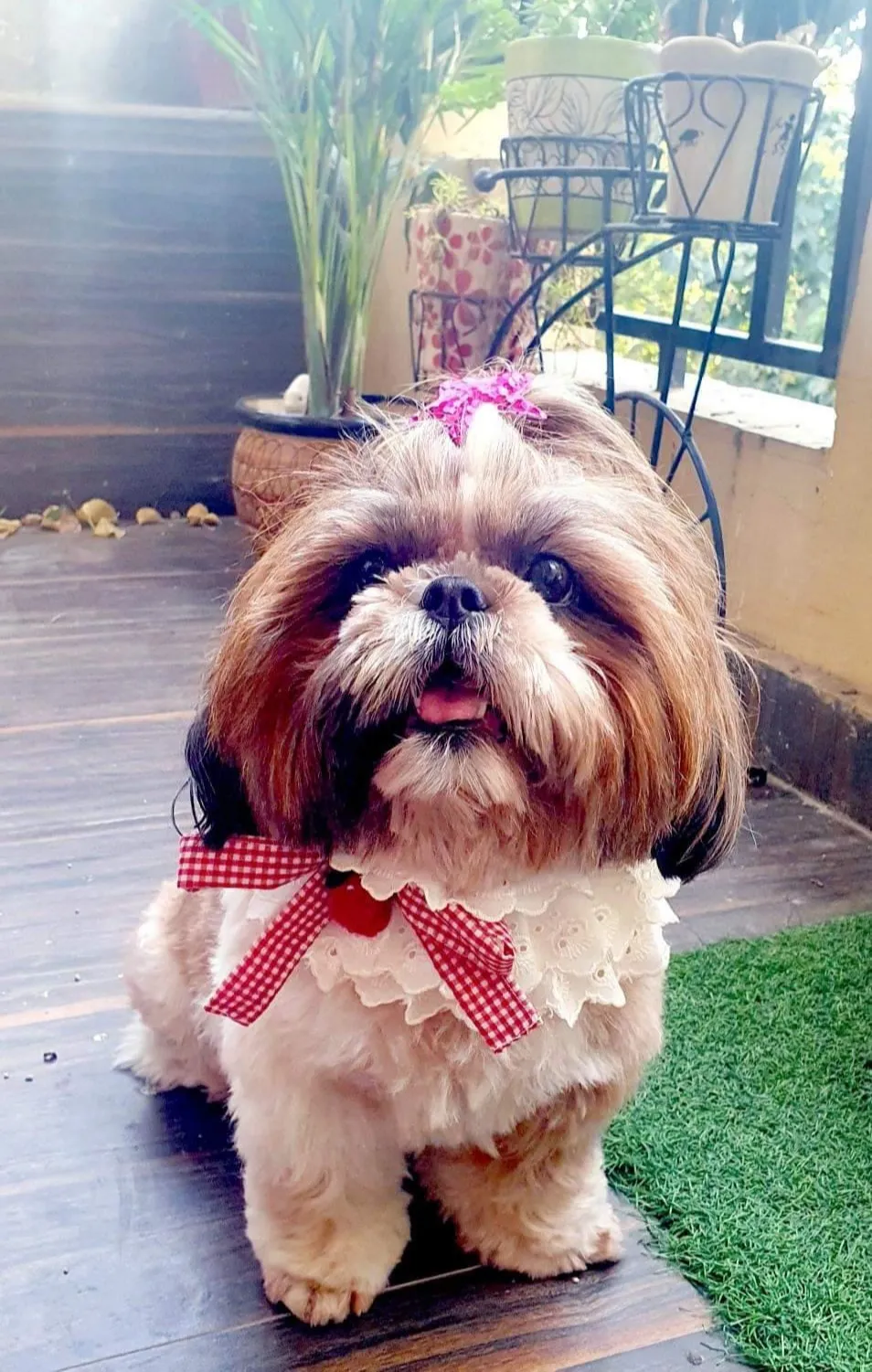 White Lace Fancy collar for female pet