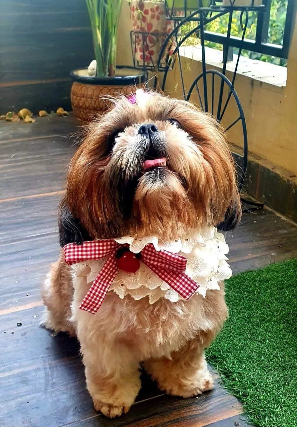 White Lace Fancy collar for female pet
