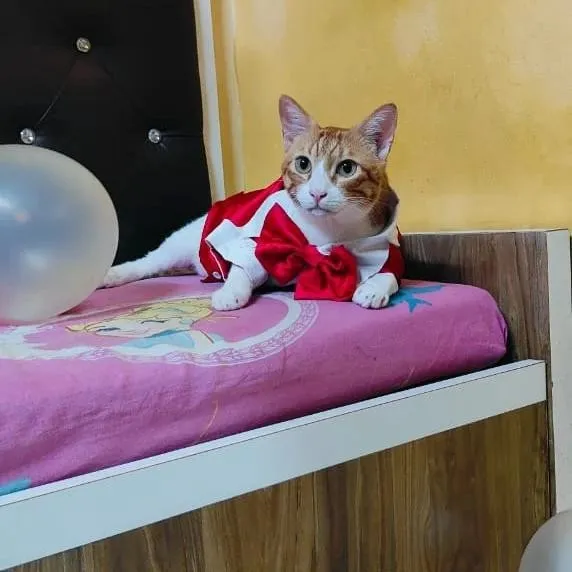 Red Tuxedo Suit for Birthday