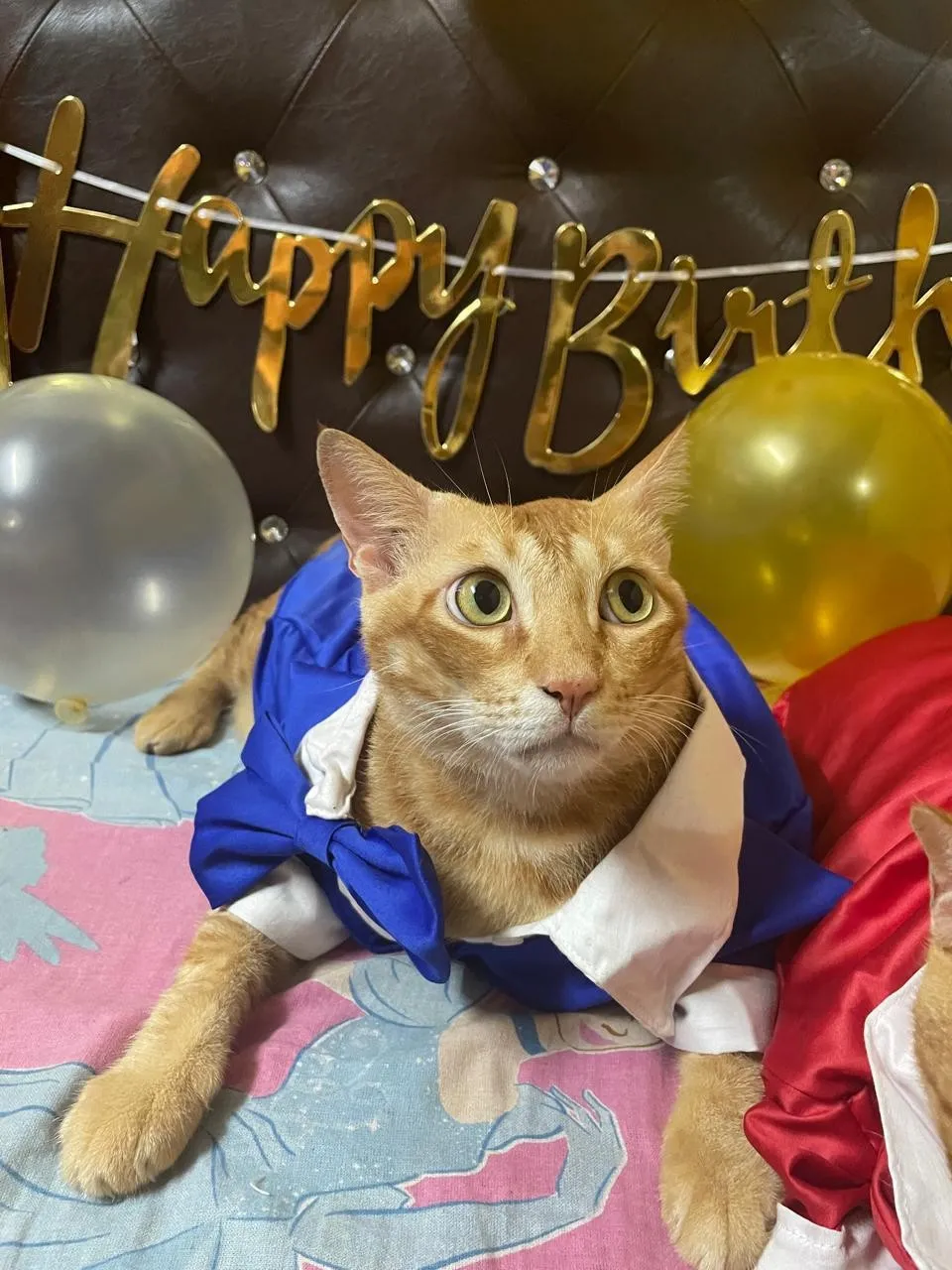 Royal Blue Tuxedo suit for Birthday
