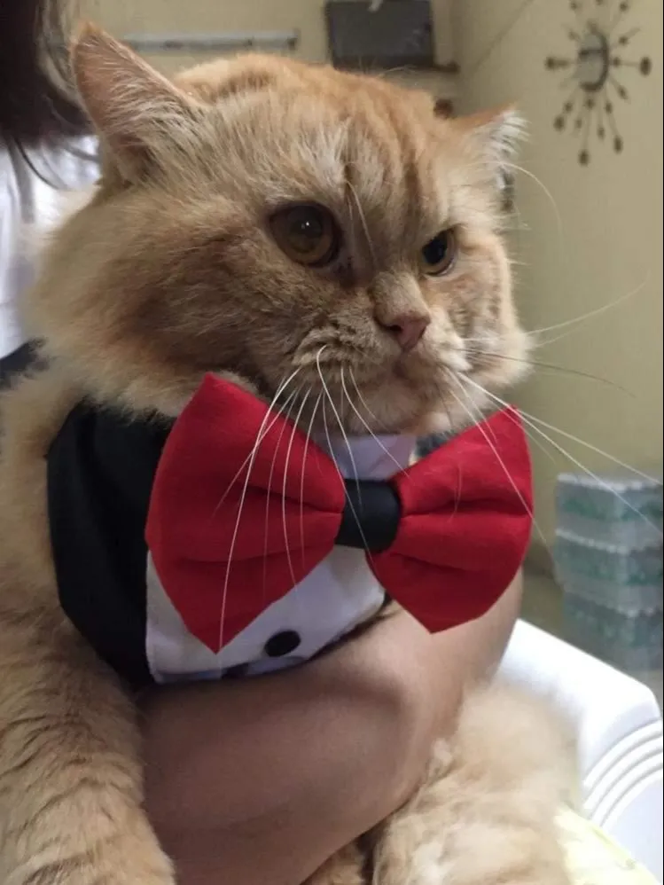Black Tuxedo Bandana
