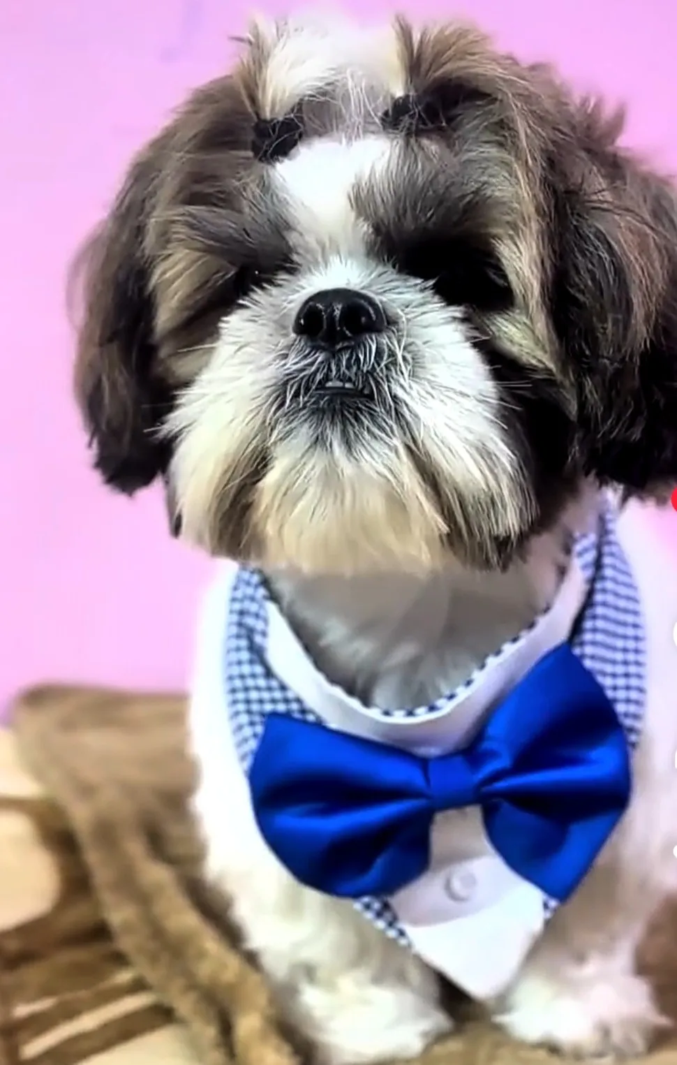 Blue Plaided Tuxedo Bandana