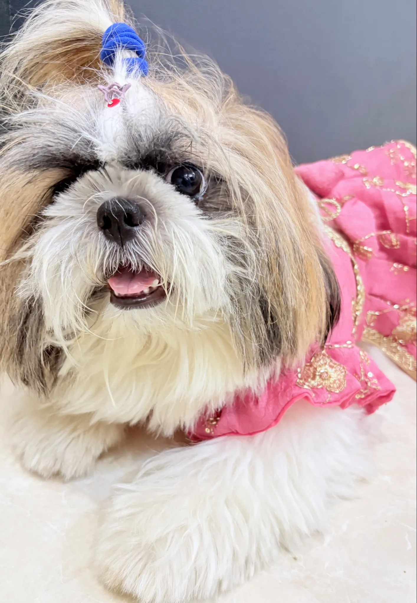 Mauve Pink cutwork Rangoli Crush Lehenga Choli for furbabies