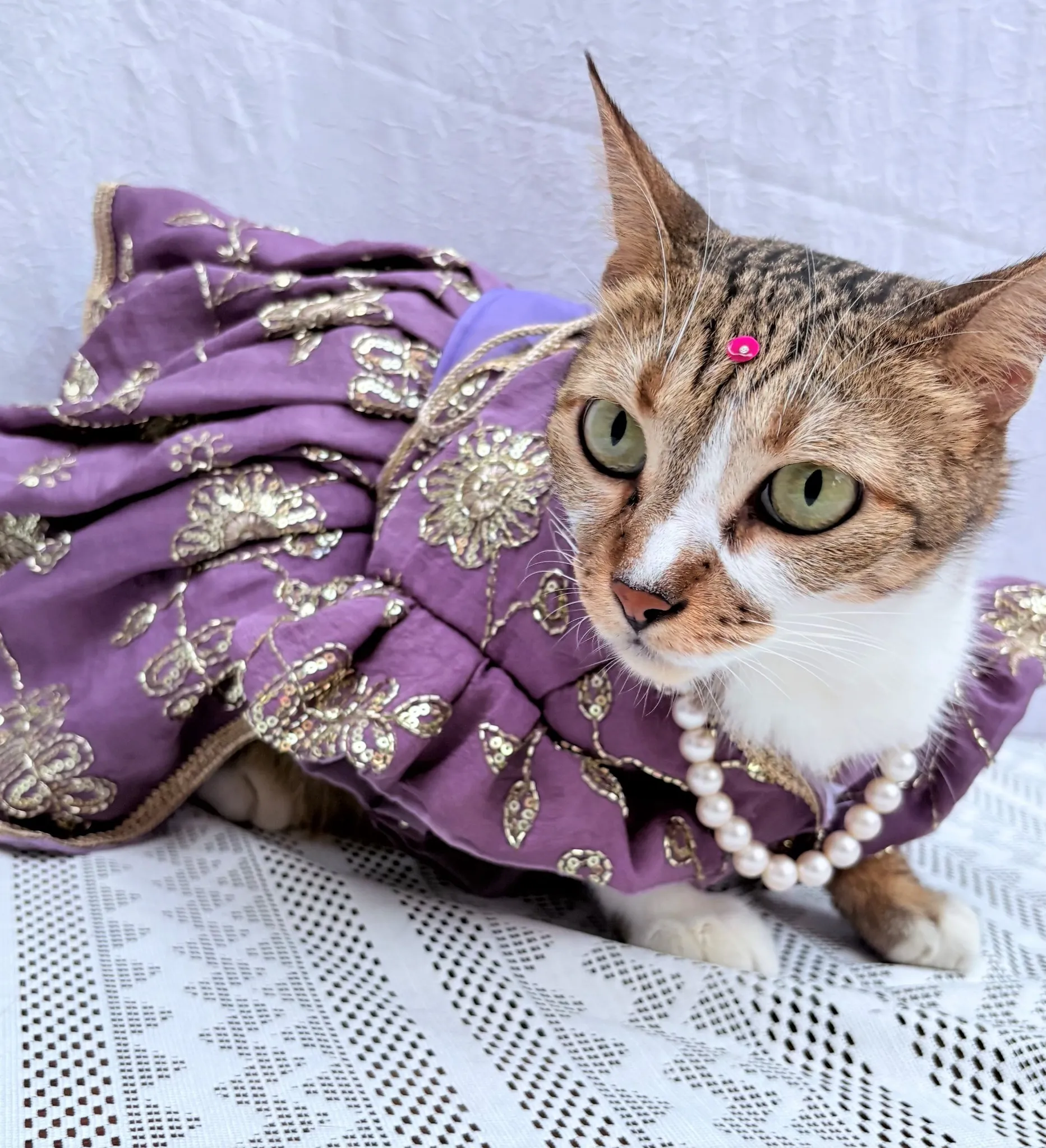 Mauve Blue cutwork Rangoli crush Lehenga Choli for pets