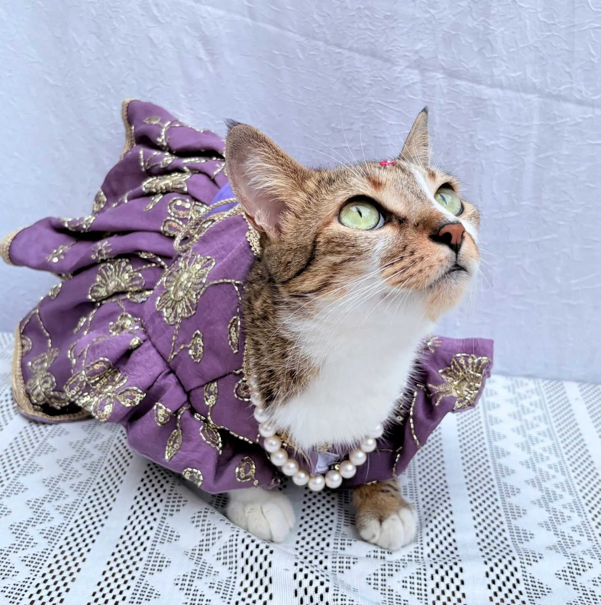 Mauve Blue cutwork Rangoli crush Lehenga Choli for pets
