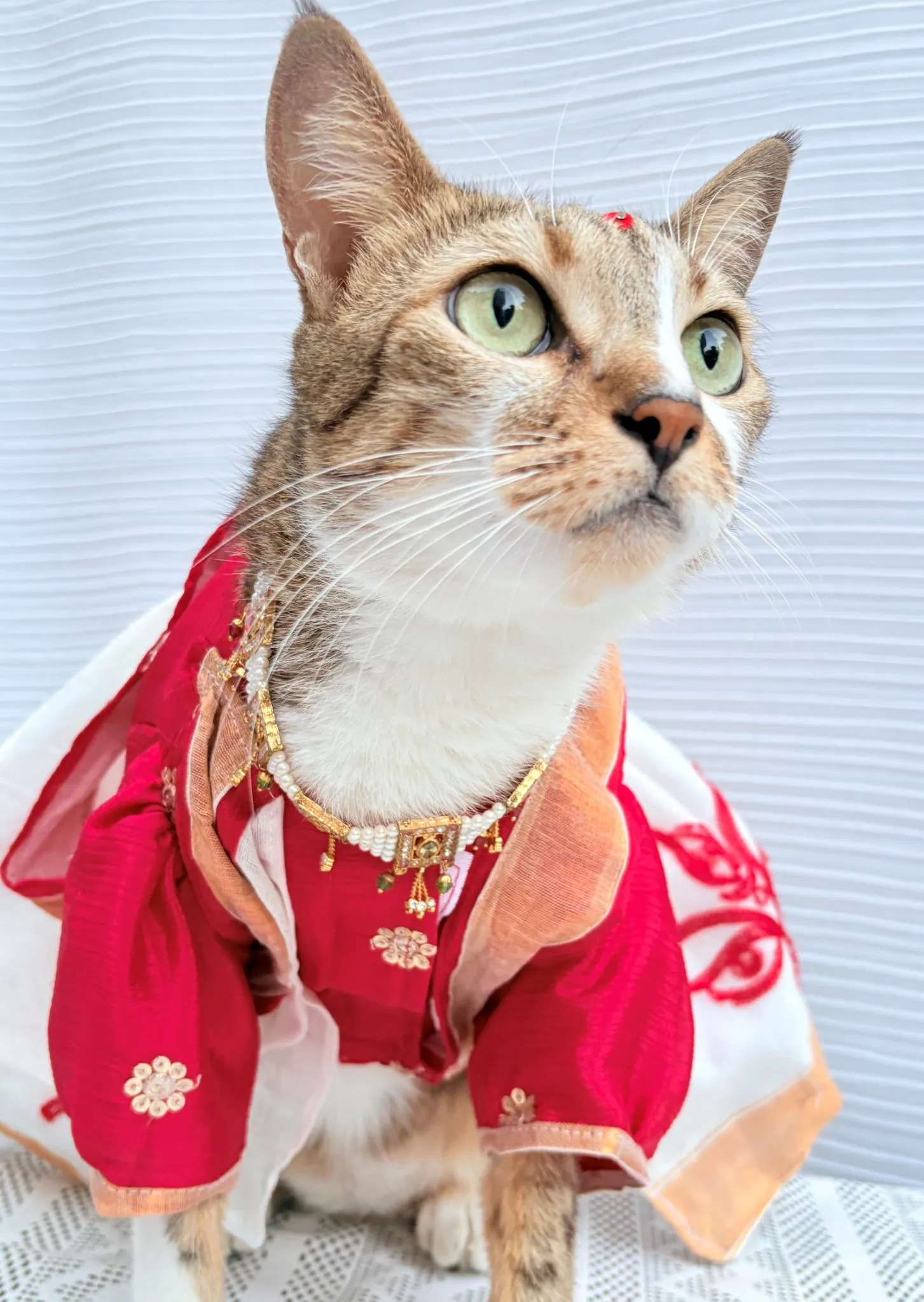 Thechowmeow Bengali Saree For Durga Puja | Indian saree | Durga Puja Saree for Pets | off-white & red color