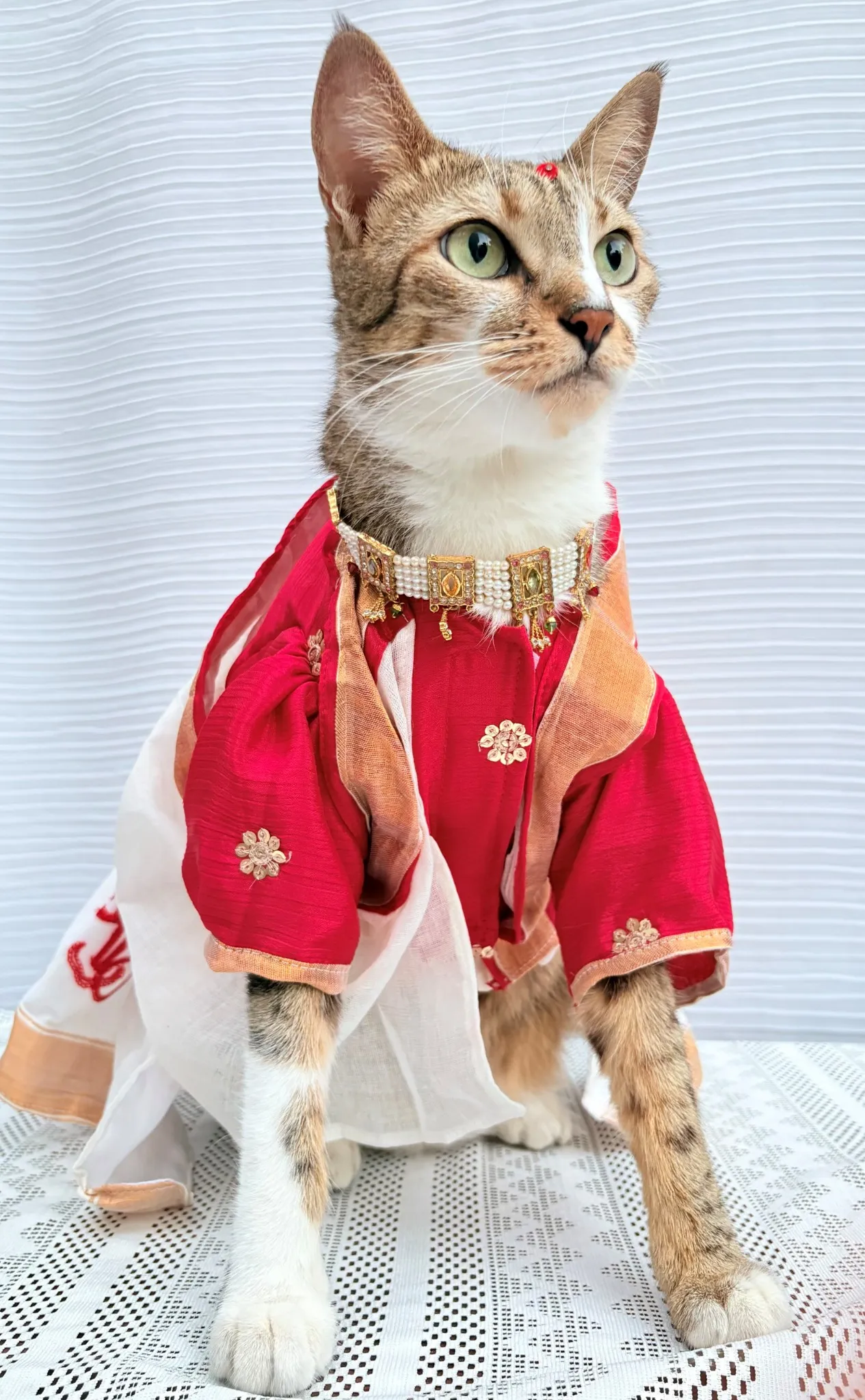 Thechowmeow Bengali Saree For Durga Puja | Indian saree | Durga Puja Saree for Pets | off-white & red color