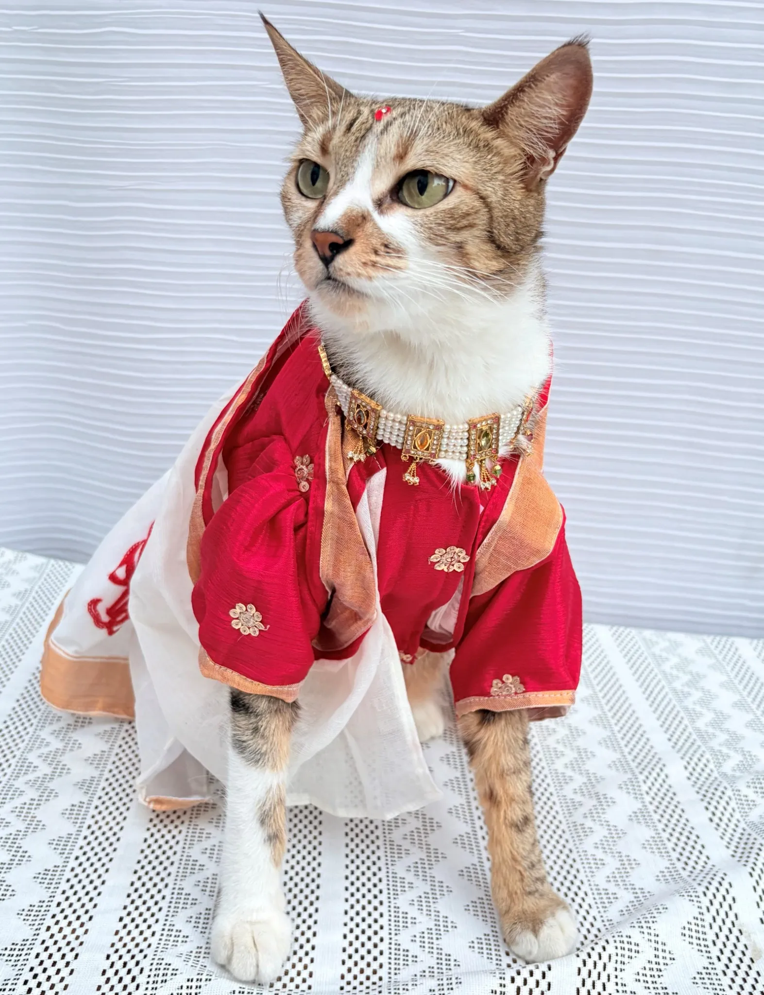 Thechowmeow Bengali Saree For Durga Puja | Indian saree | Durga Puja Saree for Pets | off-white & red color